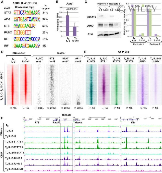 JunD Antibody in Western Blot (WB)