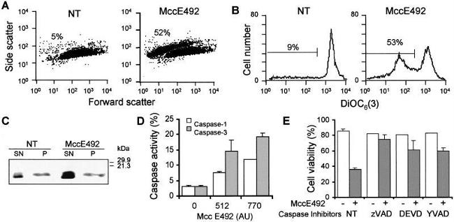 Cytochrome C Antibody in Western Blot (WB)