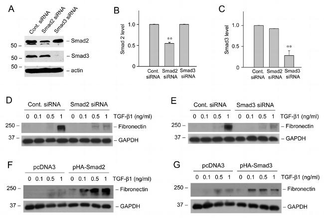 SMAD2 Antibody in Western Blot (WB)