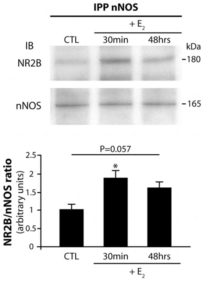 NMDAR2B Antibody in Western Blot (WB)