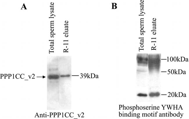 14-3-3 Pan Antibody in Western Blot (WB)