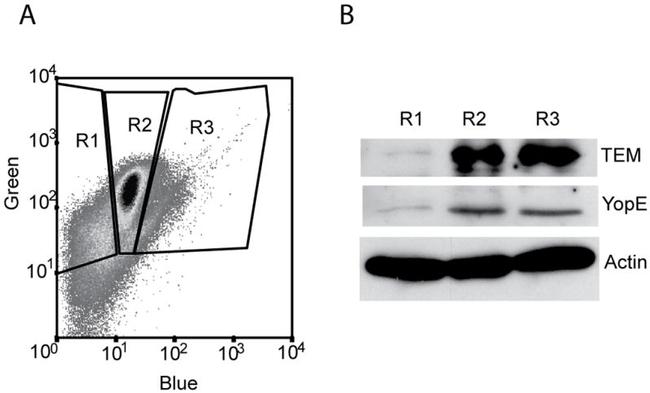 Ly-6G/Ly-6C Antibody in Western Blot, Immunocytochemistry, Flow Cytometry (WB, ICC/IF, Flow)