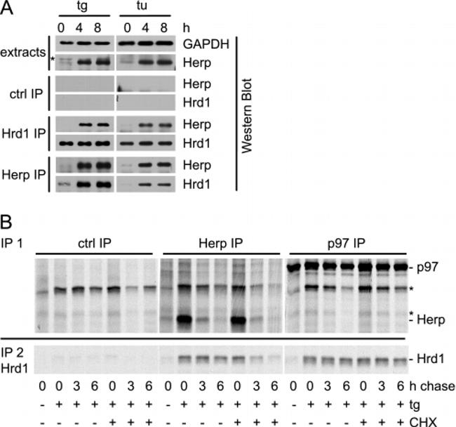 VCP Antibody in Immunoprecipitation (IP)