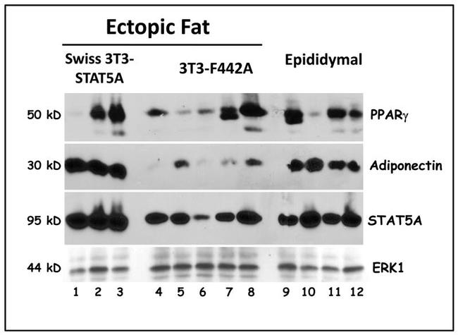 Adiponectin Antibody in Western Blot (WB)