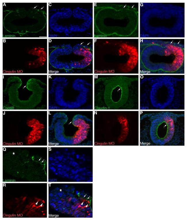 Claudin 1 Antibody in Immunohistochemistry (PFA fixed) (IHC (PFA))