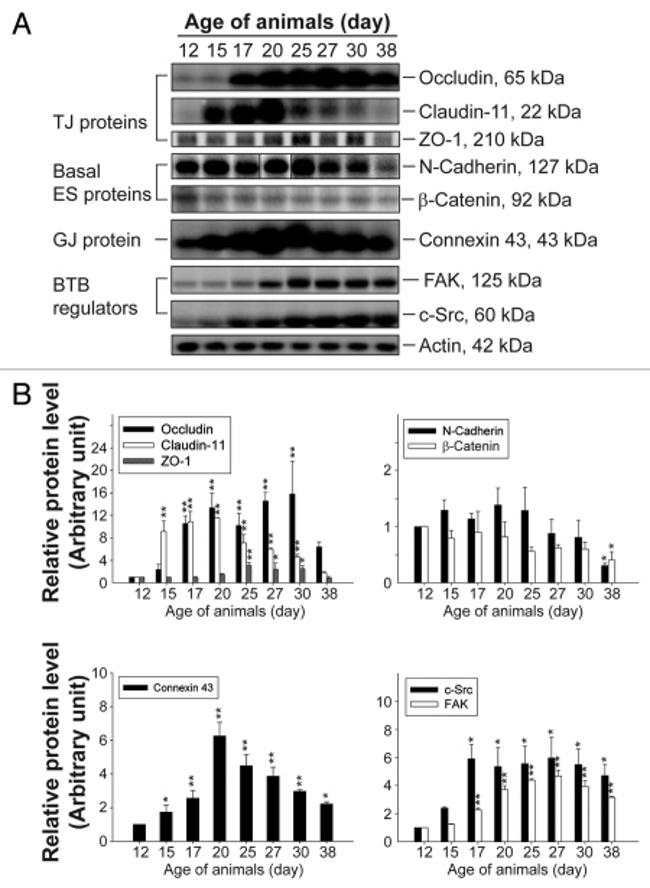 Claudin 11 Antibody in Western Blot (WB)