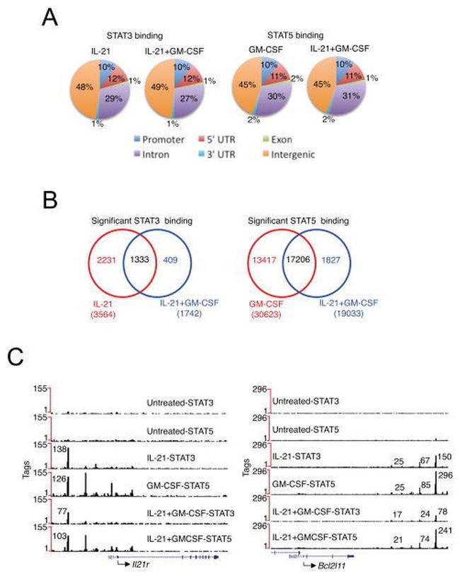 STAT3 Antibody in ChIP Assay (ChIP)