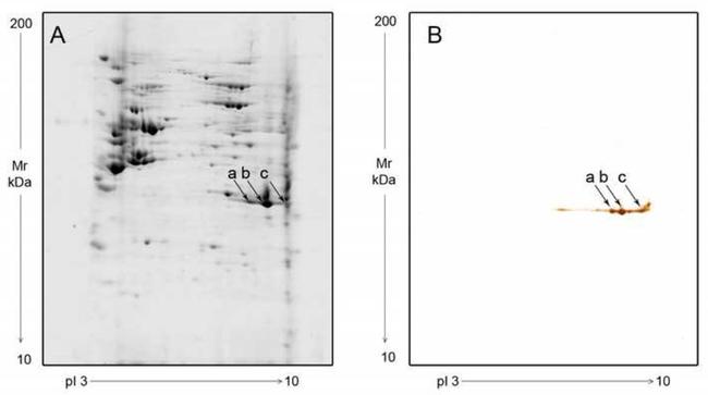 Annexin A2 Antibody in Western Blot (WB)