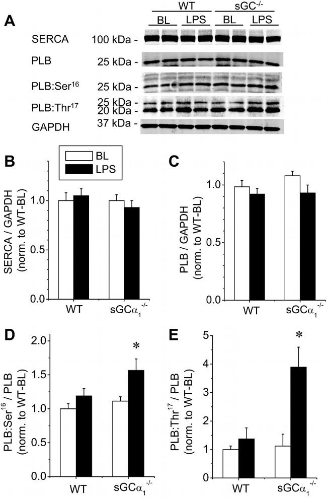 Phospholamban Antibody in Western Blot (WB)