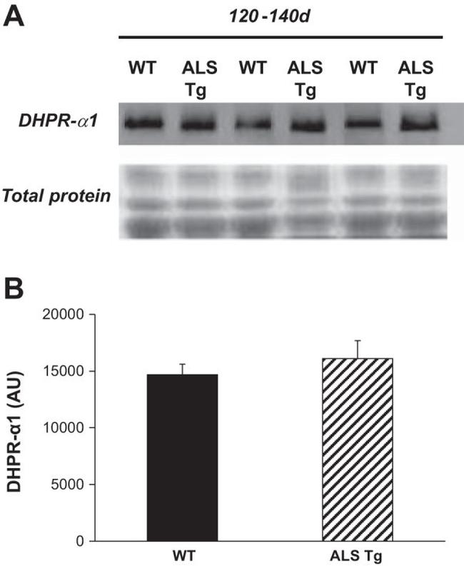 CaV1.1 Antibody in Western Blot (WB)