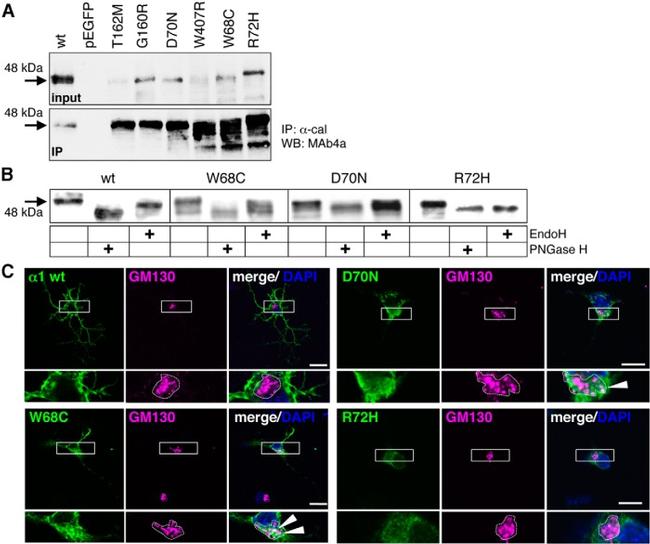 Calnexin Antibody in Western Blot, Immunoprecipitation (WB, IP)