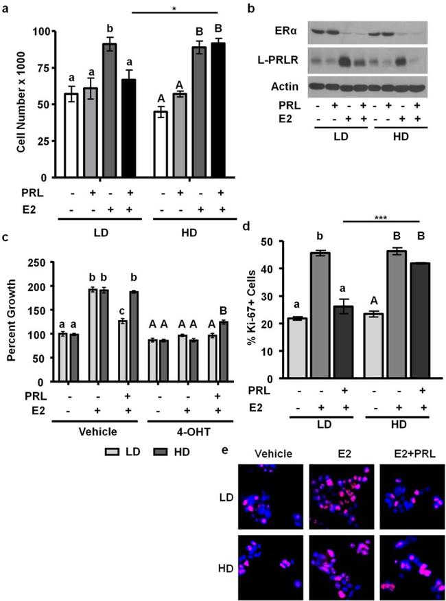 Prolactin Receptor Antibody in Western Blot (WB)