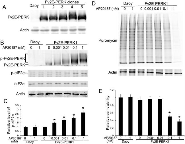 FKBP12 Antibody in Western Blot (WB)