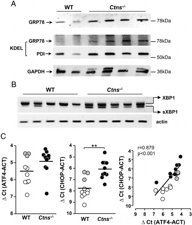 GRP78 Antibody in Western Blot (WB)