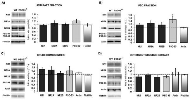 NMDAR1 Antibody in Western Blot (WB)