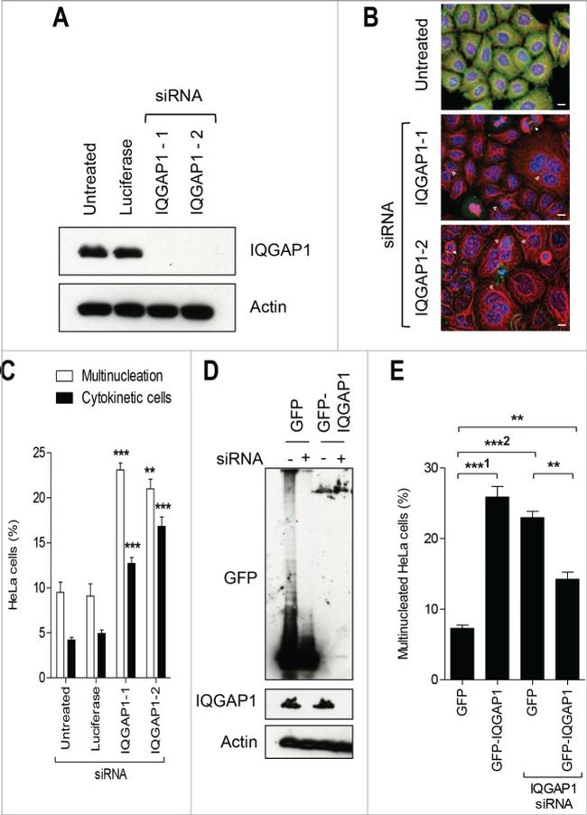 IQGAP1 Antibody in Western Blot (WB)