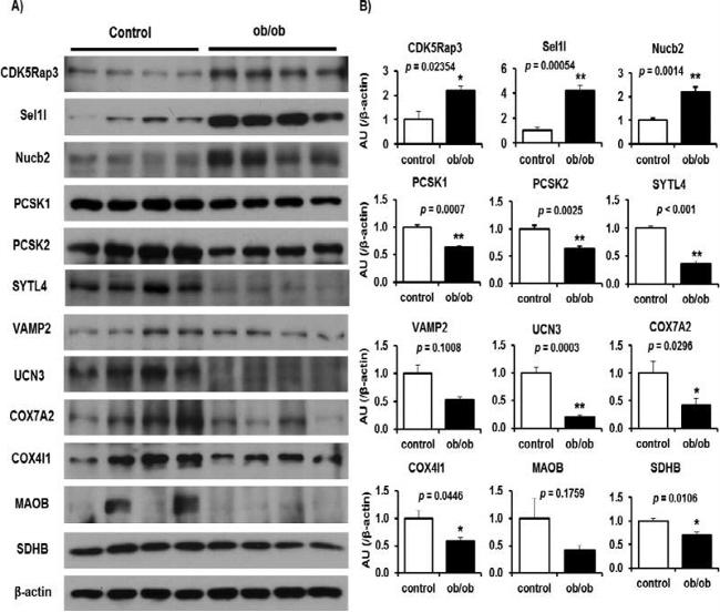 PCSK2 Antibody in Western Blot (WB)