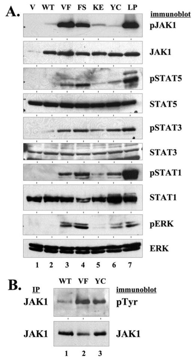 Phospho-JAK1 (Tyr1022, Tyr1023) Antibody in Western Blot (WB)