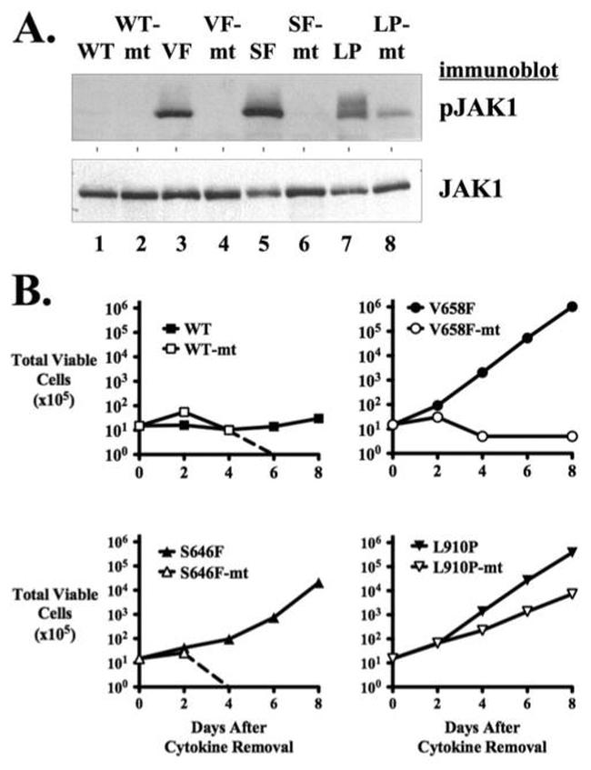 Phospho-JAK1 (Tyr1022, Tyr1023) Antibody in Western Blot (WB)