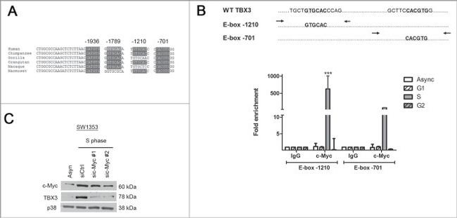 TBX3 Antibody in Western Blot (WB)