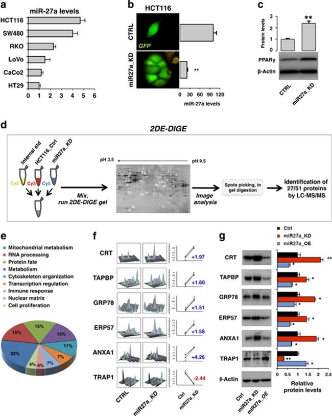 Annexin A1 Antibody in Western Blot (WB)