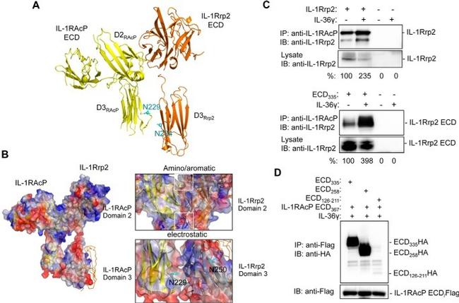 IL-1RAcP Antibody in Western Blot, Immunoprecipitation (WB, IP)