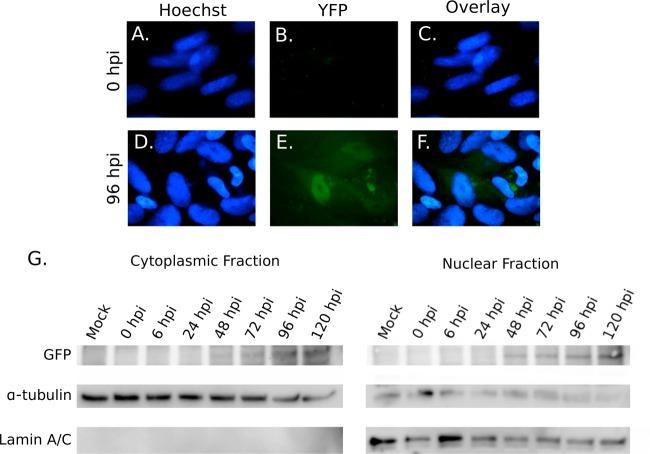 Lamin A/C Antibody in Western Blot (WB)