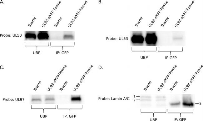 Lamin A/C Antibody in Western Blot (WB)