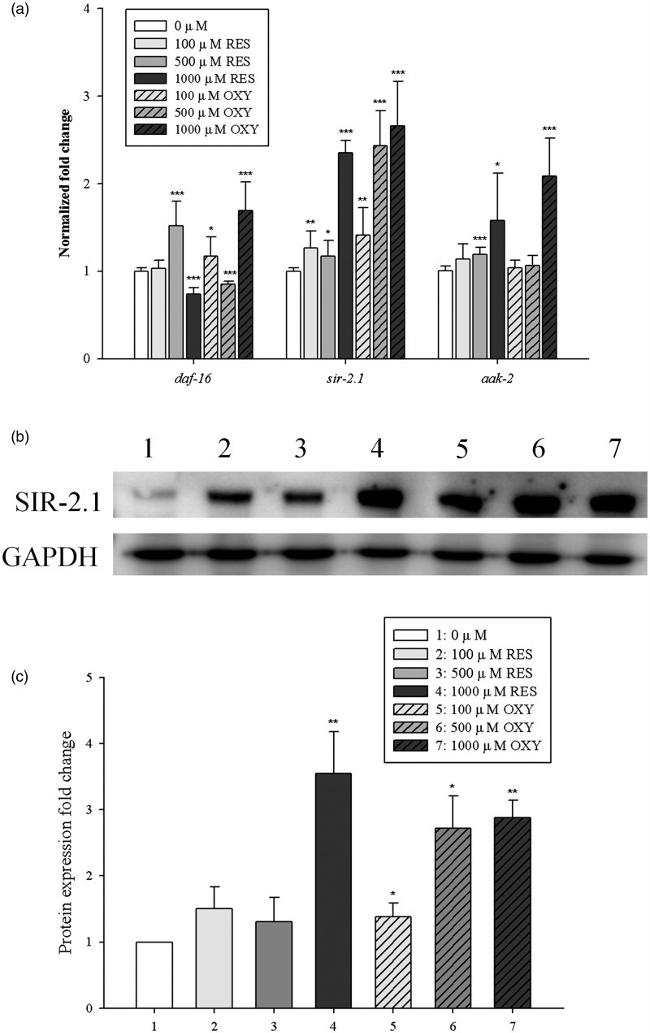 Sir2.1 Antibody in Western Blot (WB)