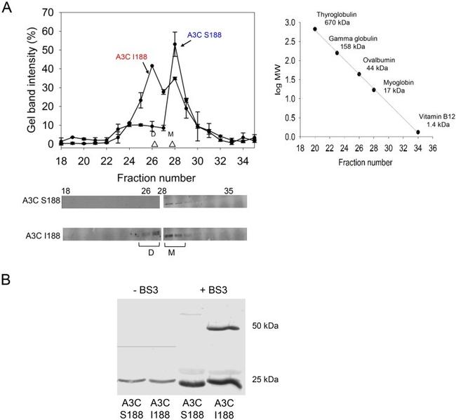 APOBEC3C Antibody in Western Blot (WB)