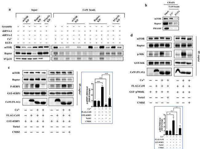 Raptor Antibody in Western Blot, Immunoprecipitation (WB, IP)