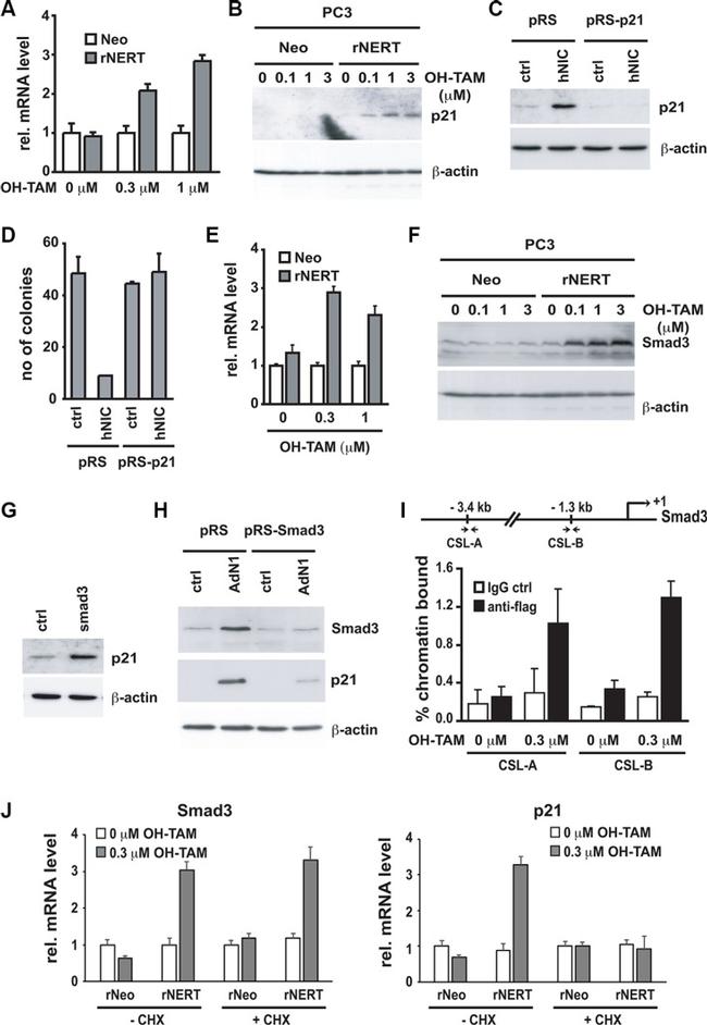 SMAD3 Antibody in Western Blot (WB)