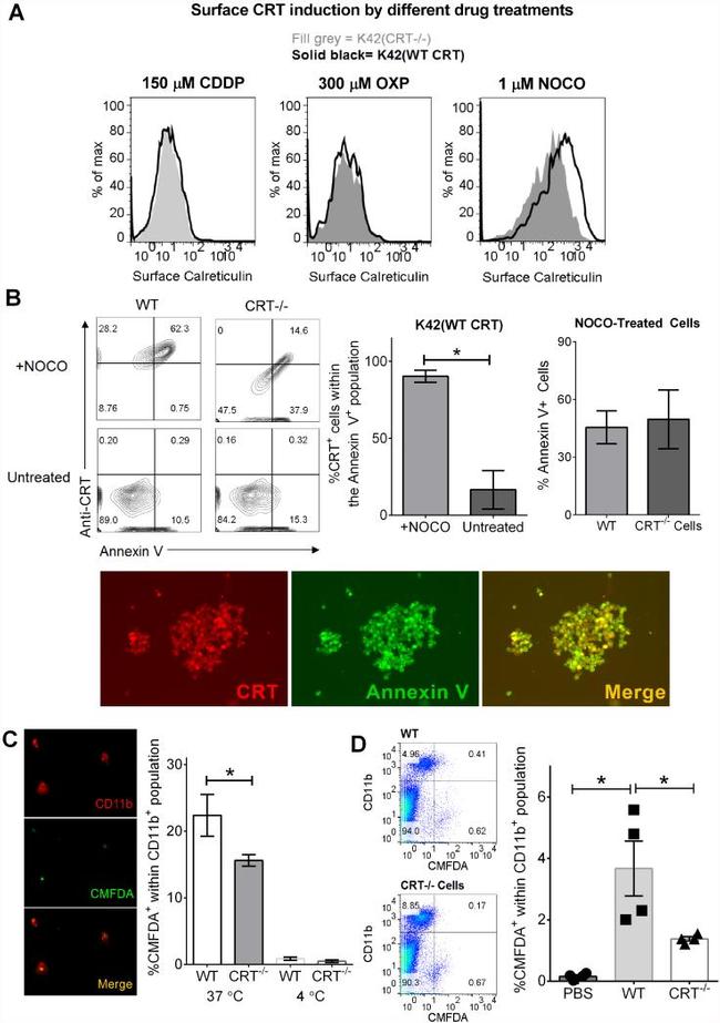 Calreticulin Antibody in Immunocytochemistry, Flow Cytometry (ICC/IF, Flow)