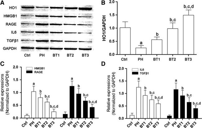 GAPDH Loading Control Antibody in Western Blot (WB)