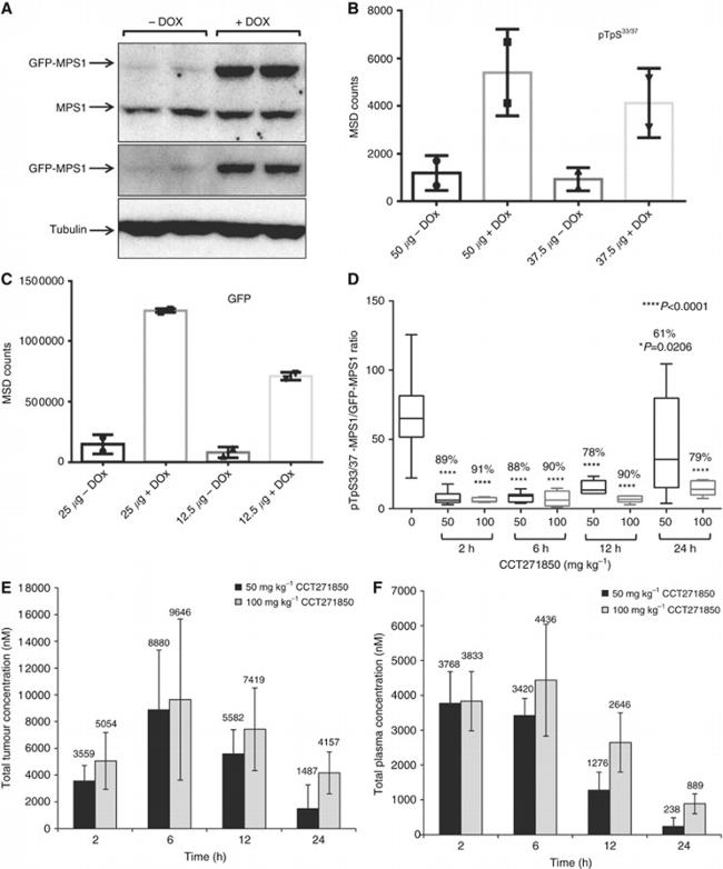 TTK Antibody in Western Blot (WB)