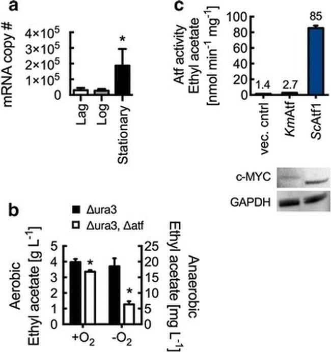 GAPDH Antibody in Western Blot (WB)