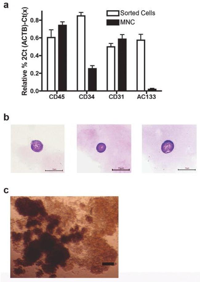 CD45 Antibody in Flow Cytometry (Flow)