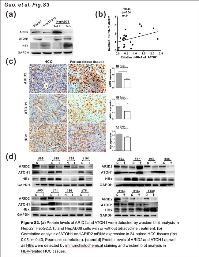 ATOH1 Antibody in Western Blot (WB)