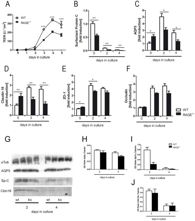 Claudin 18 Antibody in Western Blot (WB)