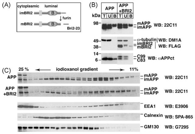 beta Amyloid Antibody in Western Blot (WB)