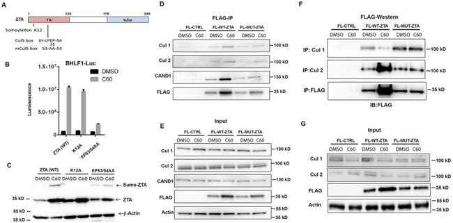 Cullin 2 Antibody in Western Blot, Immunoprecipitation (WB, IP)