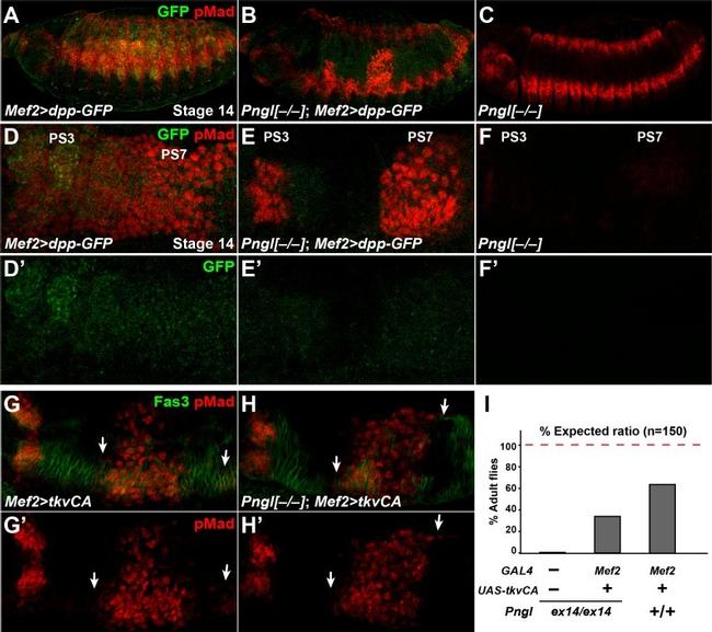 GFP Antibody in Immunocytochemistry (ICC/IF)