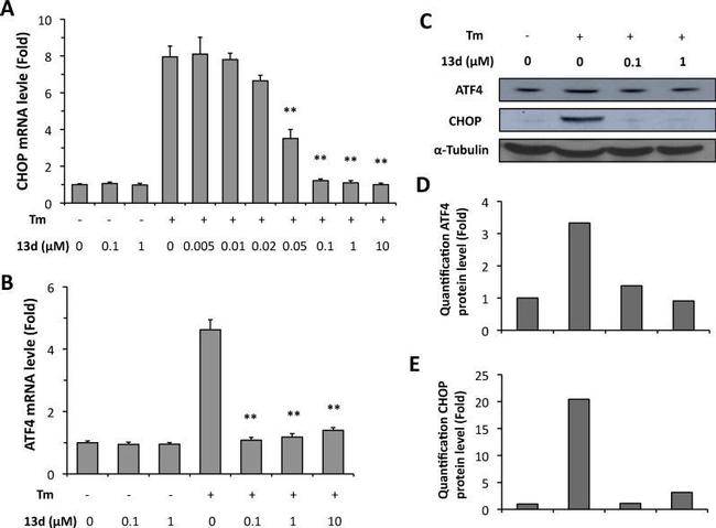 CHOP Antibody in Western Blot (WB)