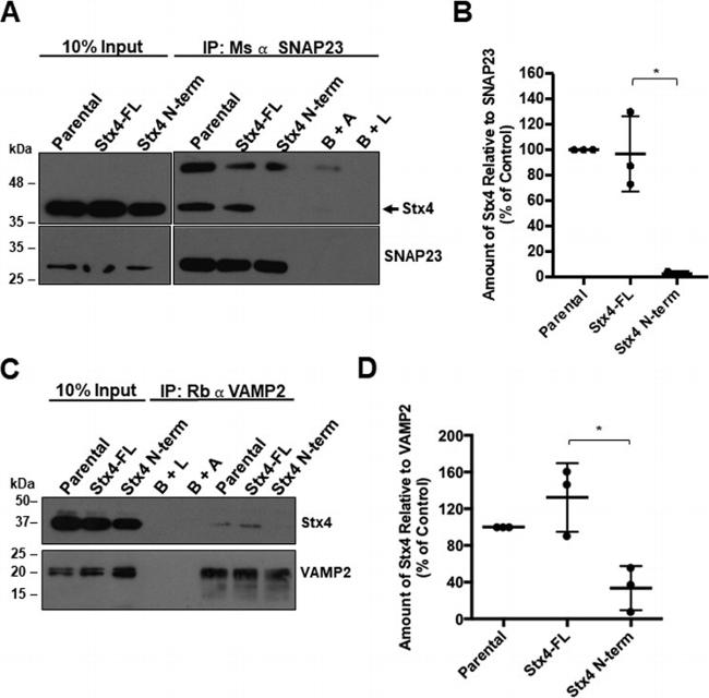 VAMP2 Antibody in Western Blot, Immunoprecipitation (WB, IP)