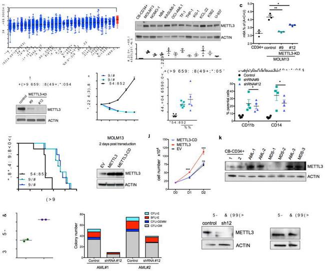 CD11b Antibody in Flow Cytometry (Flow)