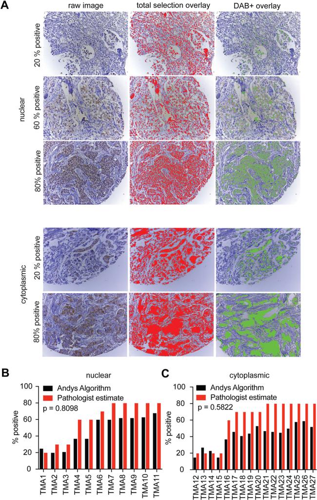 Mcl-1 Antibody in Immunohistochemistry (IHC)