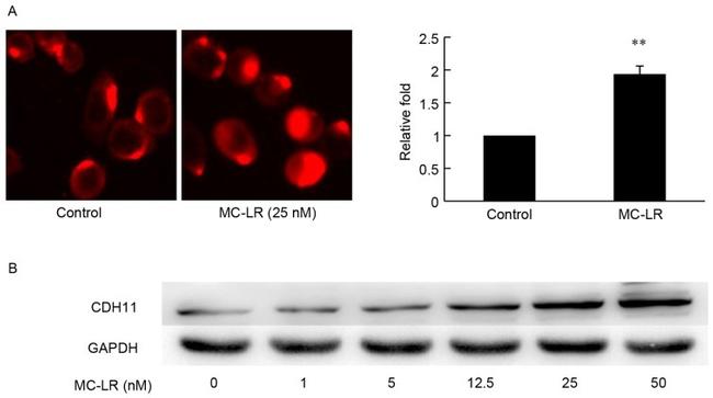 CDH11 Antibody in Western Blot (WB)