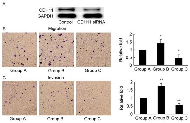 CDH11 Antibody in Western Blot (WB)