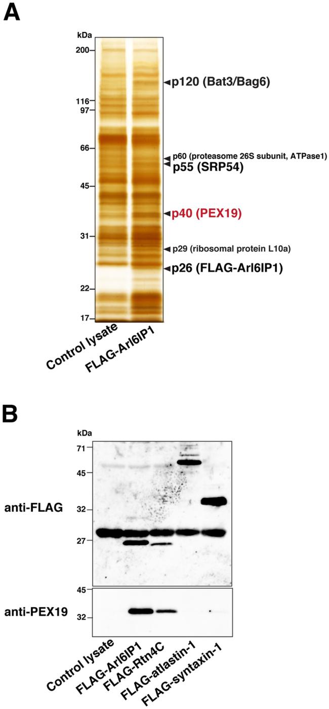 PEX19 Antibody in Western Blot (WB)