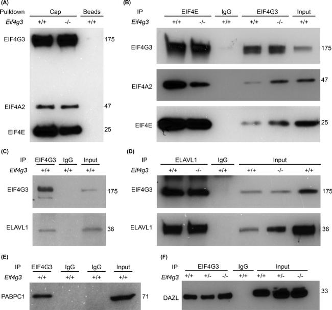 eIF4E Antibody in Western Blot (WB)